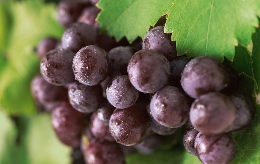 “葡萄美酒夜光杯”，敦煌陽關葡萄最甜美