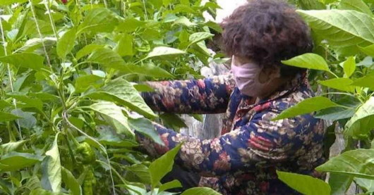 白銀靖遠(yuǎn)：娘子軍活躍在春耕現(xiàn)場(chǎng)