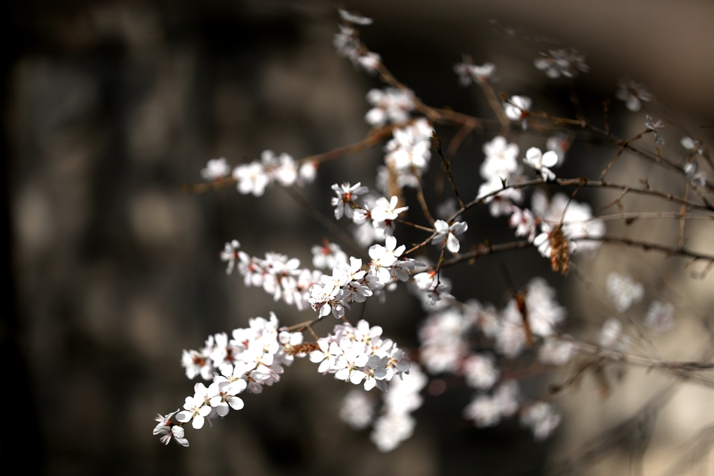 海報(bào)|花開隴原，甘肅這些景區(qū)正在復(fù)蘇！