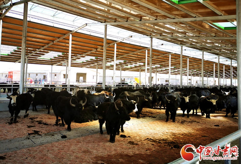 【甘肅省決戰(zhàn)決勝脫貧攻堅(jiān)】農(nóng)牧結(jié)合養(yǎng)起“脫貧?！?產(chǎn)業(yè)增效共唱“致富歌”