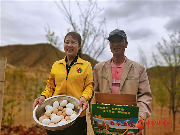 【甘肅省決戰(zhàn)決勝脫貧攻堅(jiān)】“雞司令”曾朝軍：林下生態(tài)養(yǎng)雞忙 增收脫貧“錢景”旺