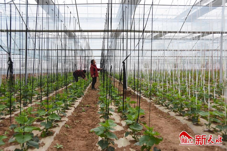 為現(xiàn)代化農(nóng)業(yè)探路——秦州區(qū)現(xiàn)代農(nóng)業(yè)科技示范園區(qū)見聞