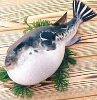 蘭州市市場監(jiān)督管理局發(fā)布通告禁止違法加工、經(jīng)營河豚魚