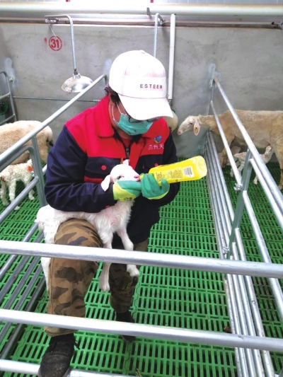 打造甘肅養(yǎng)殖叫得響的品牌——蘭州現(xiàn)代畜牧業(yè)繁育養(yǎng)殖示范基地“種養(yǎng)加”模式實現(xiàn)全產業(yè)鏈生態(tài)循環(huán)農業(yè)