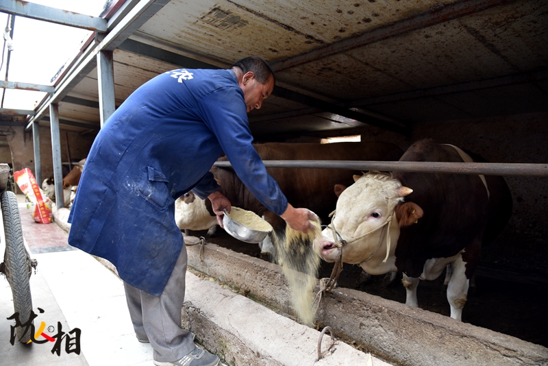 【隴人相】脫貧路上的實干家——“?！比笋R占清