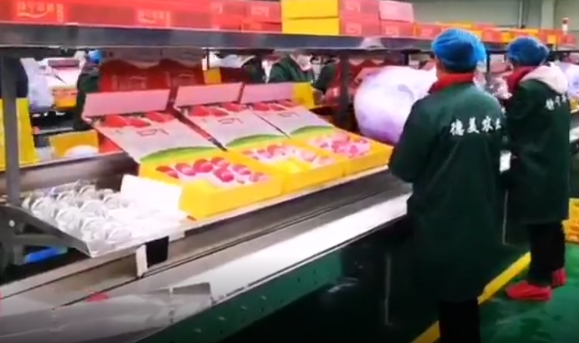 【獨家視頻】快訊丨甘肅省委副書記、代省長任振鶴在靜寧縣調(diào)研蘋果產(chǎn)業(yè)發(fā)展