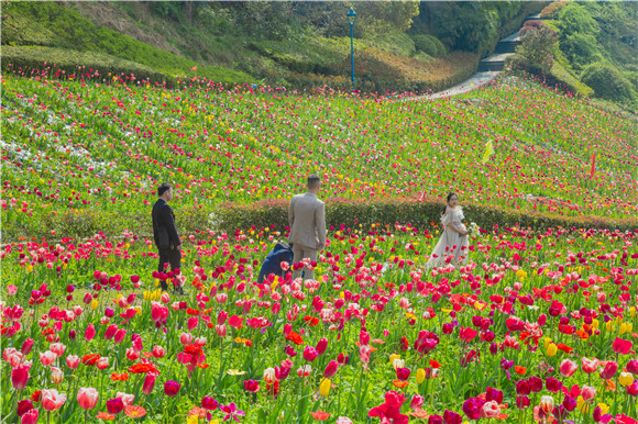 花海間，拍上一組美美的婚紗照。羅云希 攝
