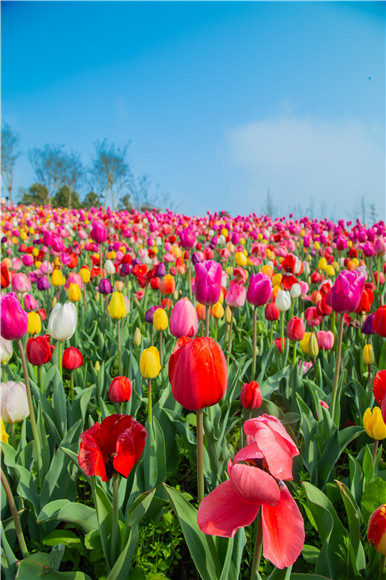 花的海洋。羅云希 攝