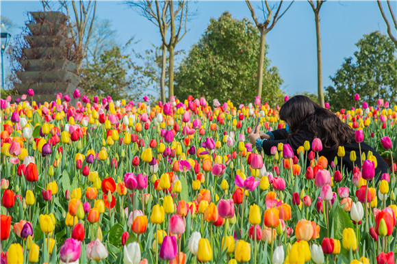 五顏六色郁金香花海。羅云希 攝