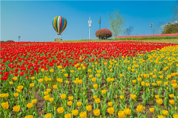 長壽湖郁金香開得正好。羅云希 攝