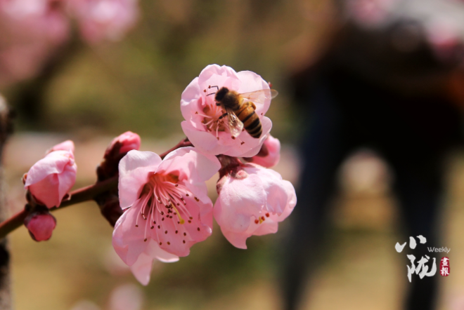 【小隴畫報(bào)·113期】最美人間四月天，灼灼桃花映秦安