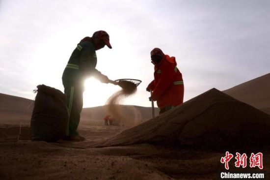 圖為“駱駝保姆”用土方法清理駝糞?！垥粤?攝