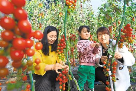 酒泉市肅州區(qū)東洞戈壁產業(yè)園里的圣女果、人參果陸續(xù)成熟上市
