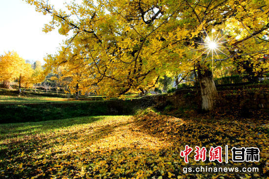 隴南徽縣銀杏樹最美的時候，當(dāng)屬每年的10月至11月。圖為樹葉已染黃的銀杏樹。張承榮 攝