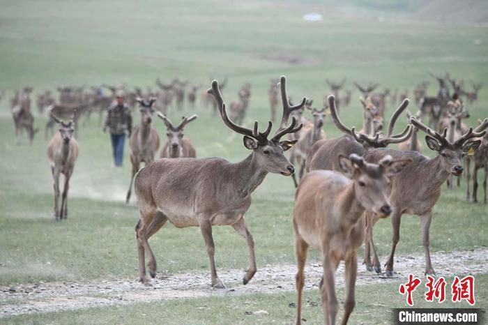 圖為肅南縣馬鹿養(yǎng)殖場內(nèi)的鹿群?！钇G敏 攝