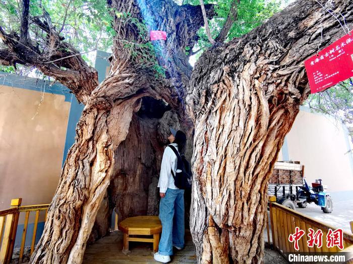 青海海東市阿河灘地質(zhì)文化村：古樹新枝、丹山碧水