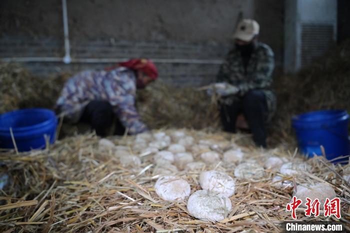 酒曲從曲坯入房培養(yǎng)到培養(yǎng)結束，整個培養(yǎng)周期控制在4至8天，曲坯的要求光滑，軟硬適宜，手按曲坯不松散，結實，薄厚一致。圖為5月10日，工作人員準備將培養(yǎng)好的曲坯拿到外面晾曬。九美旦增　攝