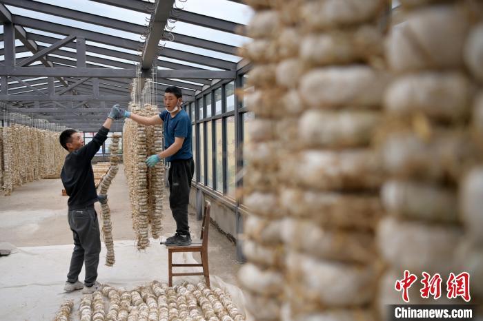 圖為5月10日，工作人員將用青稞面和青稞草等制成的曲坯用繩子串起來晾曬。九美旦增　攝