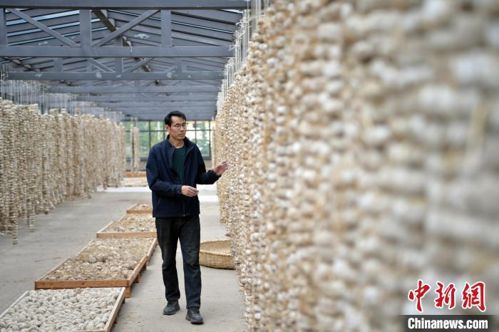 圖為5月10日，工作人員檢查晾曬的曲胚。九美旦增　攝