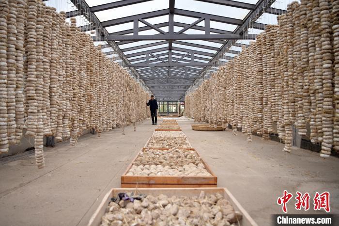 圖為5月10日，工作人員檢查晾曬的曲胚。九美旦增　攝