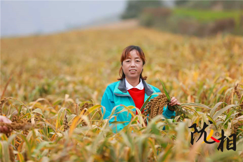 【隴人相214期】人大代表王華:履職心系“土寶貝” 會(huì)寧雜糧闖出大市場(chǎng)