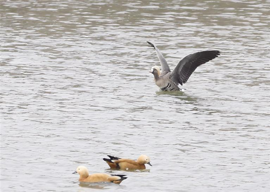 國(guó)家二級(jí)保護(hù)動(dòng)物白額雁首次現(xiàn)身蘭州新區(qū)