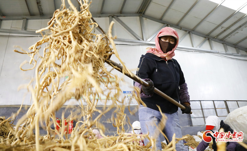 民樂：中藥材加工忙