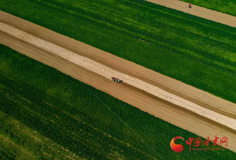 春動(dòng)隴原丨臨洮：洮水漾春 犁鏵翻開豐收年