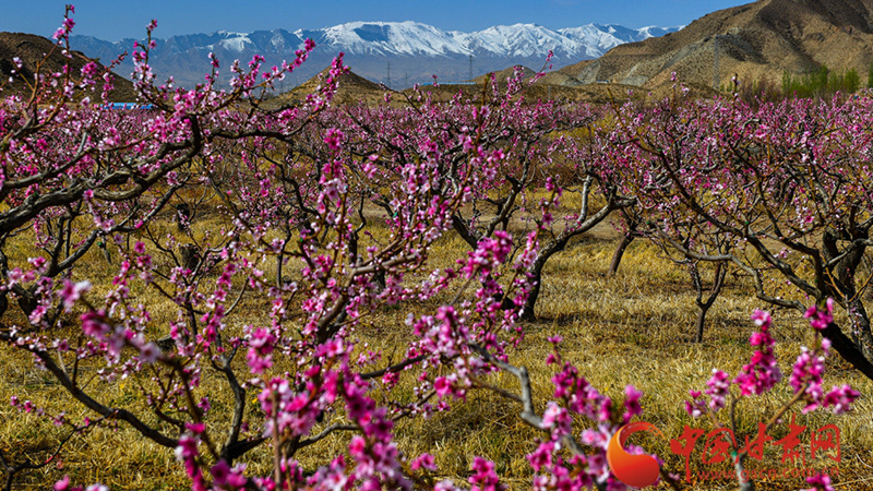 春動(dòng)隴原丨景泰：桃梨園里話春景